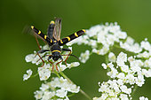 Wasp Beetle (Clytus arietis) flying away on Chervil (Anthriscus sp), France
