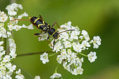 Wasp Beetle (Clytus arietis) on Chervil (Anthriscus sp), Lorraine, France