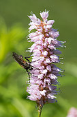 Dance fly (Empis sp) on European bistort (Polygonum bistorta) flower, Hight Vosgean Stubble, France