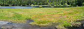 Panoramic landscape of the floating bog of Blanchemer, Vosges, France