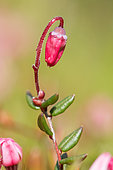 Small Cranberry (Vaccinium oxycoccos) flower, Blanchemer peat bog, Vosges, France