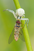 Goldenrod Spider (Misumena vatia) catching a Marmalade Hover-fly (Episyrphus balteatus), Bouxières aux dames, Lorraine, France