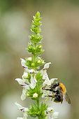 Brown Bumblebee (Bombus pascuorum) on Italian hedgenettle (Stachys ocymastrum) flower, Lorraine, France