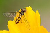 Marmalade Hover-fly (Episyrphus balteatus) on flower, Bouxières aux dames, Lorraine, France