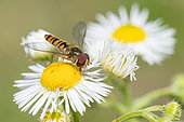 Marmalade Hover-fly (Episyrphus balteatus) on Chamomille, Bouxières aux dames, Lorraine, France