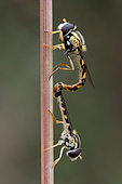 Hoverfly (Sphaerophoria scripta) mating on stem, France