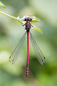 Damselfly (Pyrrhosoma nymphula), Lorraine, France