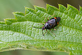 Red-spotted plant bug (Deraeocoris ruber) on a leaf, Lorraine, France