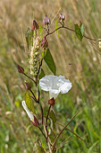 Hedge false bindweed (Calystegia sepium) in bloom and rye ear, Lorraine, France