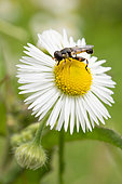 Thick-legged hoverfly (Syritta pipiens) on Chamomille, Bouxières aux dames, Lorraine, France