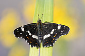 Map Butterfly (Araschnia levana), summer dark form, Bouxières aux dames, Lorraine, France