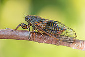 New forest cicada (Cicadetta montana), Bouxières aux dames, Lorraine, France