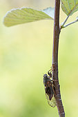 New forest cicada (Cicadetta montana), Bouxières aux dames, Lorraine, France