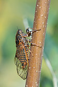 New forest cicada (Cicadetta montana), Bouxières aux dames, Lorraine, France