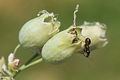 Ant Damsel Bug (Himacerus mirmicoides) miming a black ant on Bladder Campion (Silene latifolia) faded, Saint-Nicolas de Port, Lorraine, France