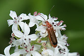 Common Red Soldier Beetle (Rhagonycha fulva) on flowers, Bouxières aux dames, Lorraine, France