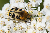 Bee Beetle (Trichius gallicus) on Milfoil (Achillea millefolium), Bouxières aux dames, Lorraine, France