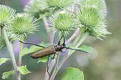 Musk Beetle (Aromia moschata) on Burdock (Arctium sp), Bouxières aux dames, Lorraine, France