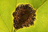 Tar spot (Rhytisma acerinum), parasitic fungus of a maple leaf, France