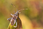 Punaise américaine du pin (Leptoglossus occidentalis), punaise invasive, Bouxières aux dames, Lorraine, France