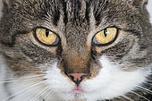Domestic Cat's eyes, France