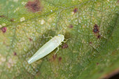 Leafhopper (Ribautiana tenerrima), Bouxières aux dames, Lorraine, France