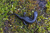 Alpine Newt (Ichthyosaura alpestris), Bouxières aux dames, Lorraine, France