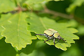 Monkey beetle (Hoplia argentea farinosa), Bouxières aux dames, Lorraine, France