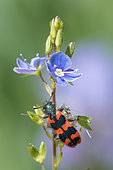 Checkered Beetle (Trichodes alvearius) on flowers, Bouxières-aux-dames, Lorraine, France