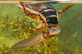 Great diving beetle (Dytiscus marginalis) female having captured an alpine triton larva (Ichtyosaurus alpestris), Reine Forest, Lorraine, France