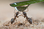 Black ants (Lasius niger) drinking in a drop of water, France