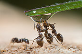 Black ants (Lasius niger) drinking in a drop of water, France