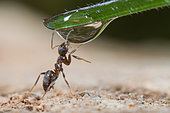 Black ant (Lasius niger) drinking in a drop of water, France