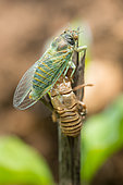New forest cicada (Cicadetta montana) end of moulting, Jezainville, Lorraine, France