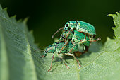 Nettle weevil (Phyllobius pomaceus) mating, 2 males fighting to be able to mate on the back of the female, Bouxières-aux-dames, Lorraine, France