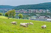 Cow meadow in a semi-urban context, between Custines and Bouxieres-aux-dames, Meurthe Valley, Lorraine, France