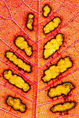 Autumn leaves by transparency, Lorraine, France
