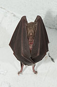 Greater Horseshoe Bat (Rhinolophus ferrumequinum), wintering bat cavernicolous, Ecouvres, Lorraine, France