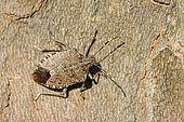 Brown marmorated stink bug (Halyomorpha halys) on plane bark, Mulhouse, Alsace, France