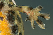 Common Newt (Lissotriton vulgaris), detail of the paw of a breeding male, Saulxures-les-Nancy, Lorraine, France