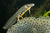 Common Newt (Lissotriton vulgaris), male on a spawning of European Frog, Saulxures-les-Nancy, Lorraine, France