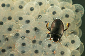 Aquatic beetle (Agabus bipustulatus) on a spawning of European Frog, Saulxures-les-Nancy, Lorraine, France