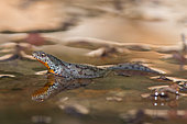 Alpine Newt (Ichthyosaura alpestris), female, Bouxières-aux-dames, Lorraine, France