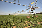 Irrigation ramp in a potato field, Beauce, Center-Val de Loire, France