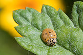 10-spot Ladybird (Adalia 10-punctata) on a leaf, Bouxières aux dames, Lorraine, France