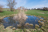 Common Newt (Lissotriton vulgaris), Pond in a peri-urban context, Saulxures-les-Nancy, Lorraine, France