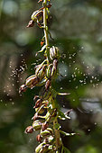 Broadleaf Helleborine (Epipactis helleborine), Seed dissemination, Bouxières aux dames, Lorraine, France