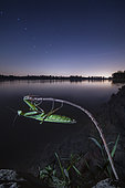 You will find me under the Big Dipper. Praying mantis at night with Milky Way in the background - Single exposure changing focus during the shot, Luzzara, Reggio Emilia, Italy