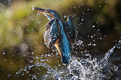 Fishing sequence. King fisher (Alcedo atthis) fishing, Argenta, Ferrara, Italy