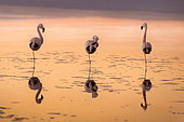 flamingos at sunset It's time to rest in the Laguna Chaxa. Atacama Desert Chile